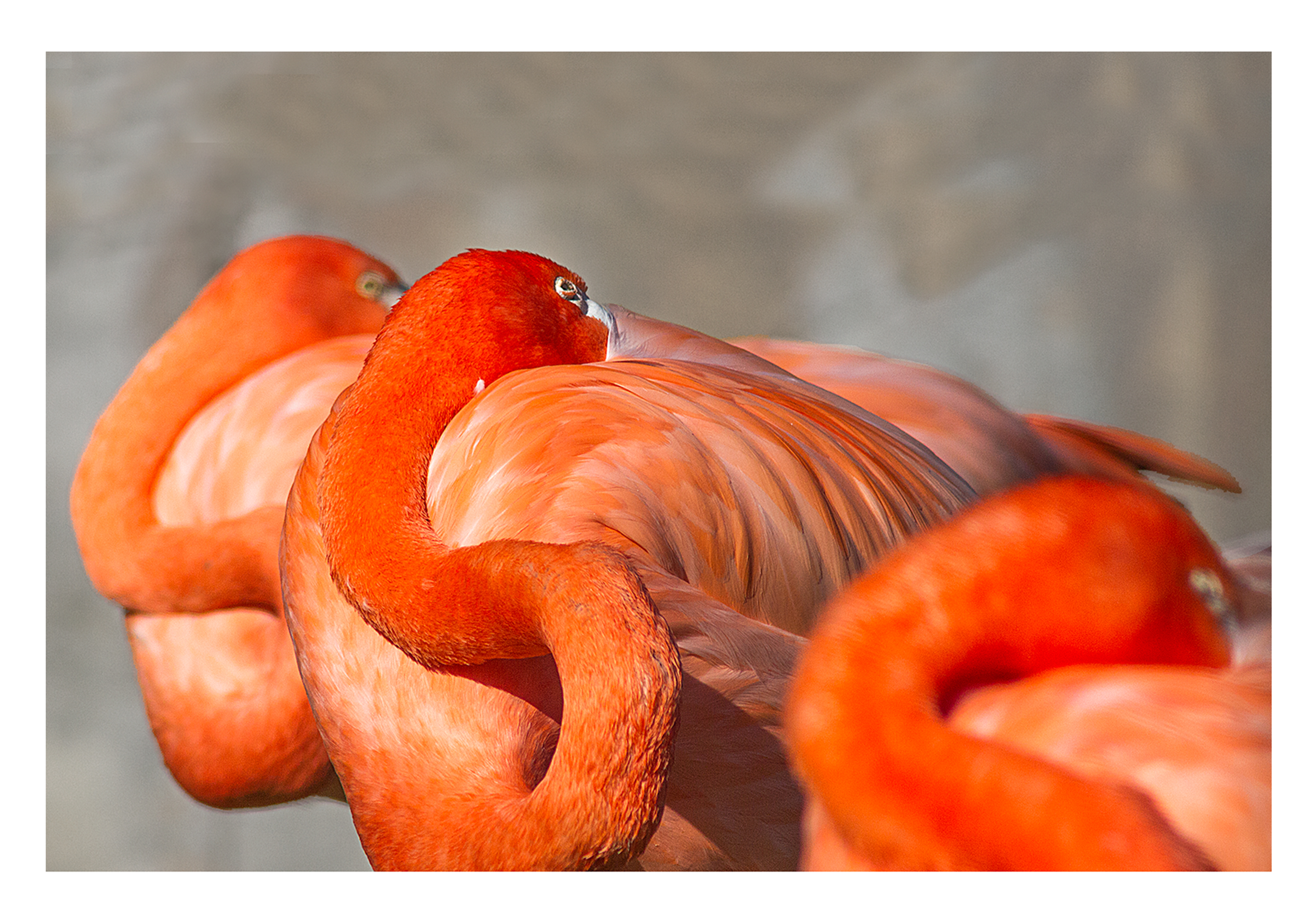 Flamingo Necks | Shutterbug